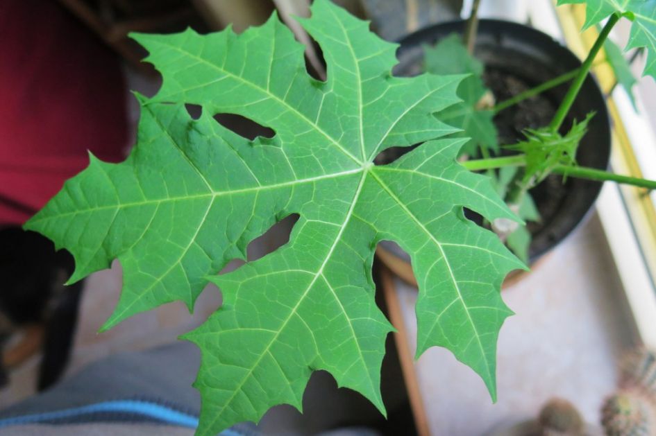 welke kamerplant kan dit zijn